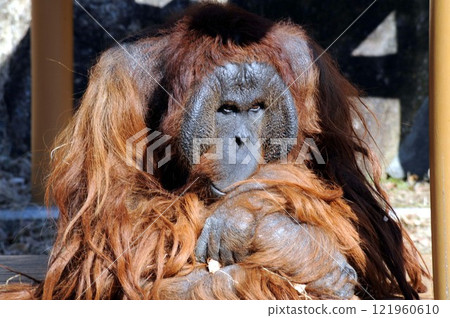 Bornean orangutan adult Bornean orangutan adult 121960610