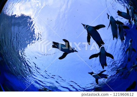 從下面看企鵝游泳 121960612