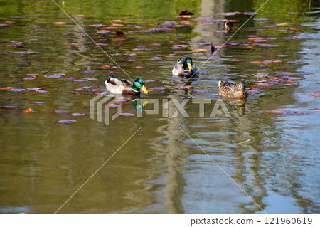 Mallard 121960619