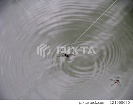 Amenbo 121960620