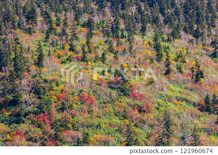Autumn in the Tateyama Kurobe Alpine Route: Autumn leaves at Midagahara Autumn in the Tateyama Kurobe Alpine Route: Autumn leaves at Midagahara 121960674