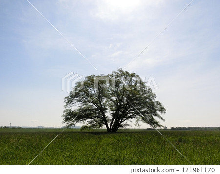 Harunire Tree 121961170