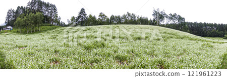 Buckwheat field 121961223