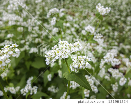 Buckwheat field Buckwheat field 121961224