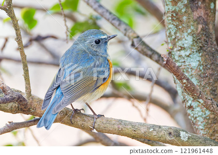 A view of a Blue-and-White Flycatcher from behind 121961448