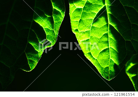 Tomato leaves 121961554