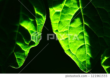 Tomato leaves Tomato leaves 121961555