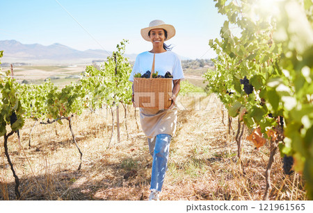 Farmer on vineyard picking grapes from vine tree plant during field harvest season, working in countryside valley. Business owner in agriculture industry, carrying a basket of ripe fruit for wine. Farmer on vineyard picking grapes from vine tree plant during field harvest season, working in countryside valley. Business owner in agriculture industry, carrying a basket of ripe fruit for wine. 121961565