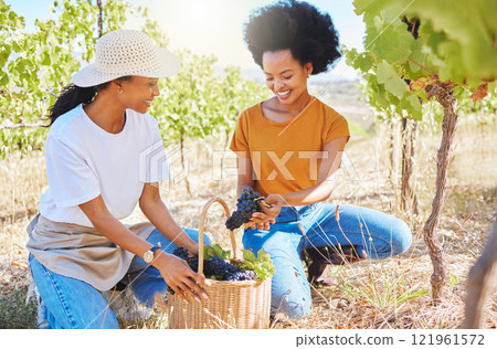 Grapes vineyard, agriculture farmer or nutritionist worker working with fresh black fruit on farm land or countryside. Happy black woman in sustainable farming, winemaking industry with organic plant 121961572