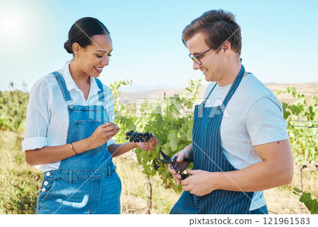 Farmers, teamwork and taste while pick fresh red grapes off plant in vineyard. Young man and woman alone test crops and produce to examine on wine farm. Checking fruit harvest with a smile in nature 121961583