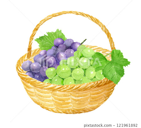 籃子向量中葡萄的水彩插圖 121961892