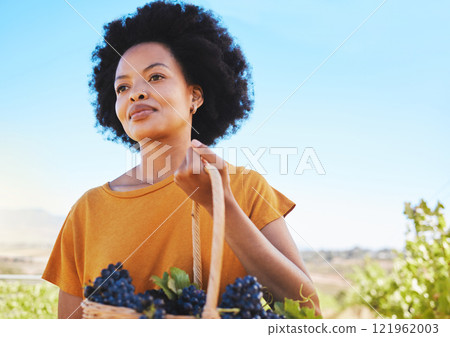 Vineyard farmer picking grapes from vine tree plant during harvest season, working in countryside valley. Black woman in agriculture industry, carrying basket of ripe fruit for wine in nature field. Vineyard farmer picking grapes from vine tree plant during harvest season, working in countryside valley. Black woman in agriculture industry, carrying basket of ripe fruit for wine in nature field. 121962003