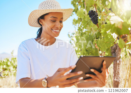 Vineyard, black grapes and farmer working on tablet, checking plant growth development in harvesting season. Happy female worker in farming or agriculture industry using a digital app or software Vineyard, black grapes and farmer working on tablet, checking plant growth development in harvesting season. Happy female worker in farming or agriculture industry using a digital app or software 121962007
