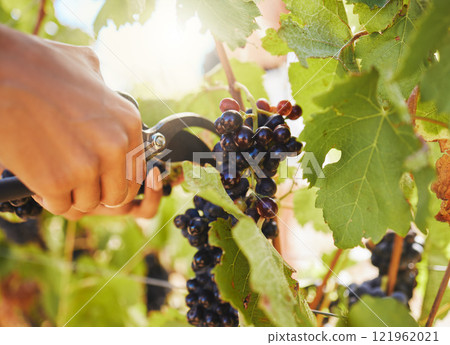 Harvest, black grapes and vineyard farmer hands cutting or harvesting organic bunch of juicy fruit in sustainable agriculture industry or market. Worker plucking vine fruit from tree plant in summer 121962021