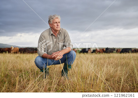 Thinking, serious and professional farmer on a field with herd of cows and calves in a open nature grass field outside on cattle farm. Agriculture man, worker or business owner looking at countryside Thinking, serious and professional farmer on a field with herd of cows and calves in a open nature grass field outside on cattle farm. Agriculture man, worker or business owner looking at countryside 121962161