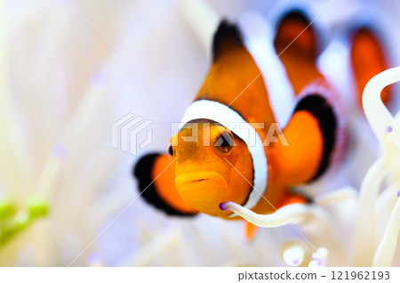 Clown anemonefish Clown anemonefish 121962193