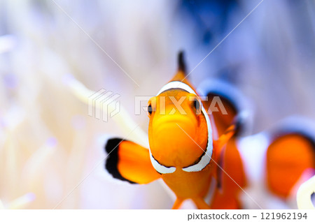 Clown anemonefish Clown anemonefish 121962194