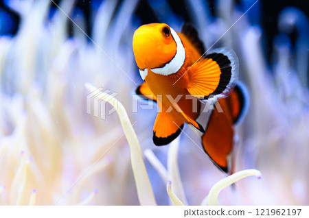 Clown anemonefish Clown anemonefish 121962197