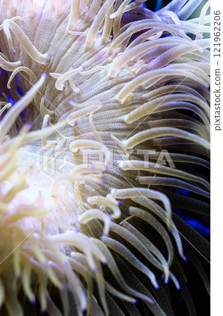 Sea anemone 121962206