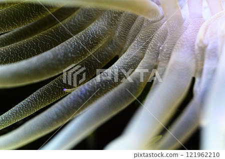 Sea anemone 121962210