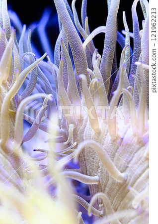 海葵 海葵 121962213