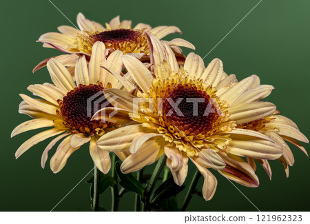 Dew-Kissed brown Osteospermum on green background 121962323