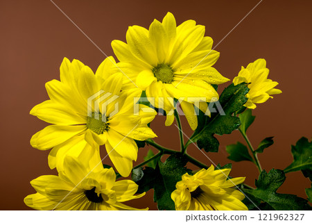 Close-up of Bright Yellow Chrysanthemum Copa Flowers 121962327