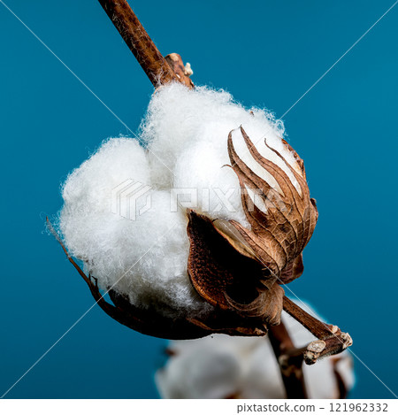 Cotton Bolls on Branch on blue background 121962332