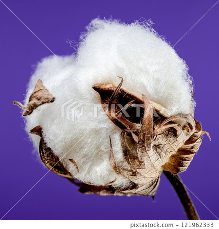 Cotton Bolls on Branch on purple background Cotton Bolls on Branch on purple background 121962333