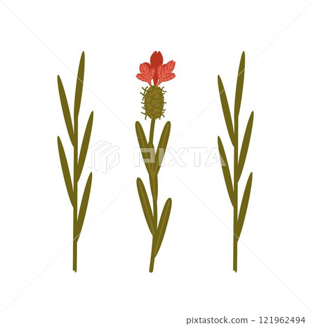 Vector illustration of a red wildflower isolated on a white background. Milk thistle, thistle. 121962494
