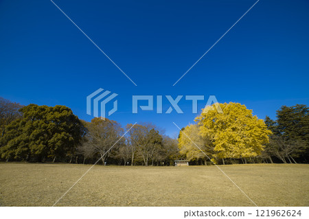 The large yellow ginkgo tree in Koganei Park [Autumn image] 121962624