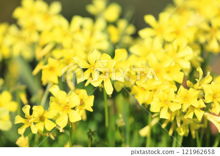 Oxalis in full bloom (Oxalis flower) 121962658