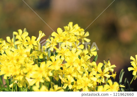 Oxalis in full bloom (Oxalis flower) Oxalis in full bloom (Oxalis flower) 121962660