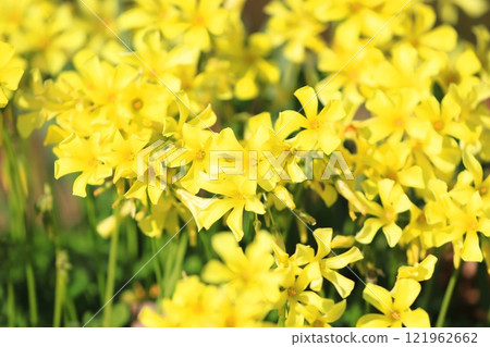 alis漿草盛開（O漿草花） 121962662