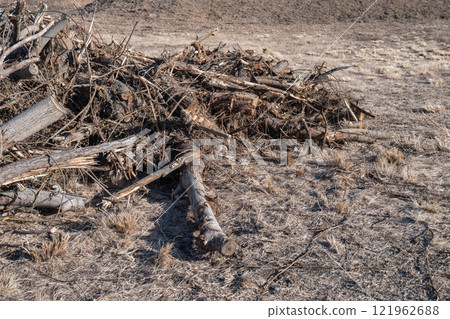 Tree felling on the riverbed Tree felling on the riverbed 121962688