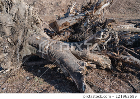 河岸砍伐樹木和拔除樹木的工作 河岸砍伐樹木和拔除樹木的工作 121962689