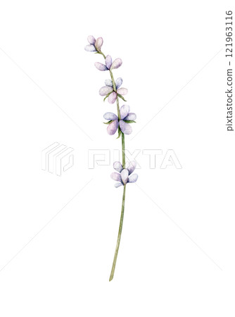 Watercolor Lavender flower. Hand drawn botanical illustration of lavender branch for wedding invitation, logo, cards, packaging and labeling. 121963116