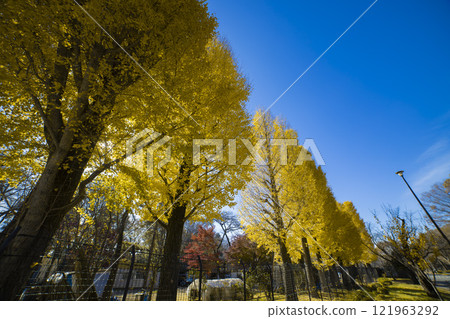 The large yellow ginkgo tree in Koganei Park [Autumn image] 121963292