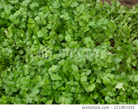 Cultivating coriander Cultivating coriander 121963385