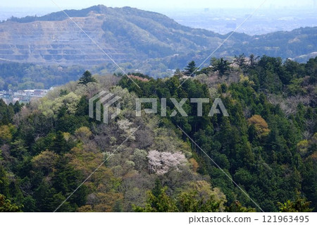 Cherry blossoms blooming in a wooded mountain [Tsukui, Sagamihara City, April] 121963495