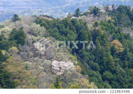 Cherry blossoms blooming in a wooded mountain [Tsukui, Sagamihara City, April] 121963496