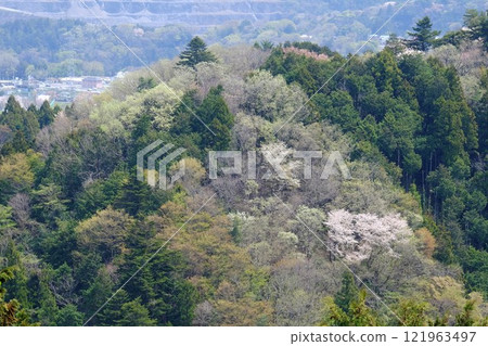 Buds appearing in a wooded mountain [Tsukui, Sagamihara City, April] 121963497