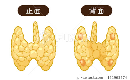 Thyroid and parathyroid gland illustration Thyroid and parathyroid gland illustration 121963574