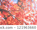 秋天的樹葉，陽光透過 121963660