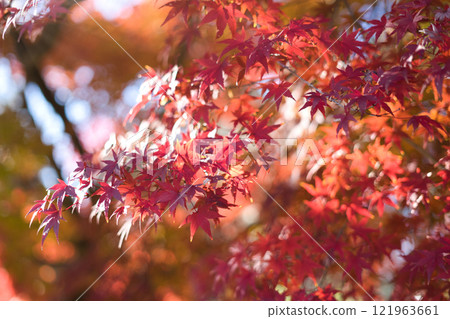 秋天的樹葉，陽光透過 121963661