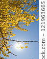 藍天和銀杏樹biloba 121963665