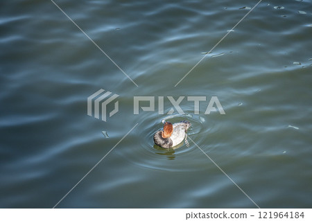 A male pochard floating on the water surface A male pochard floating on the water surface 121964184