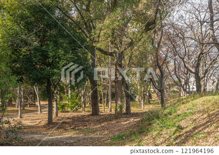 冬天的大阪城公園森林 冬天的大阪城公園森林 121964196