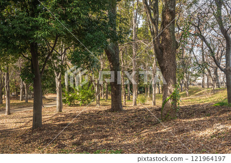 冬天的大阪城公園森林 冬天的大阪城公園森林 121964197