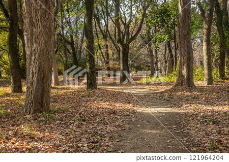 冬天的大阪城公園森林 121964204